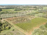 Terreno agricolo Brtonigla (05682)
