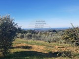 Terreno edificile Buje (04638)
