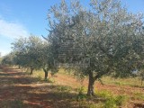 Terreno agricolo Novigrad (04472)