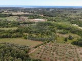 Terreno agricolo Buje (05033)