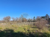 Terreno edificile Buje (05422)