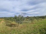 Terreno agricolo Novigrad (04422)