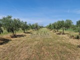 Terreno agricolo Novigrad (05003)